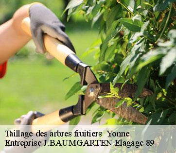 Taillage des arbres fruitiers  89 Yonne  Entreprise J.BAUMGARTEN Elagage 89