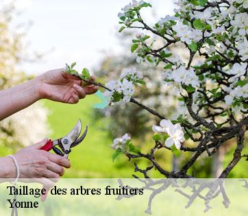 Taillage des arbres fruitiers  Yonne 