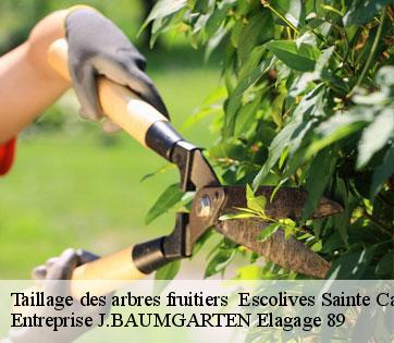 Taillage des arbres fruitiers   escolives-sainte-camille-89290 Entreprise J.BAUMGARTEN Elagage 89