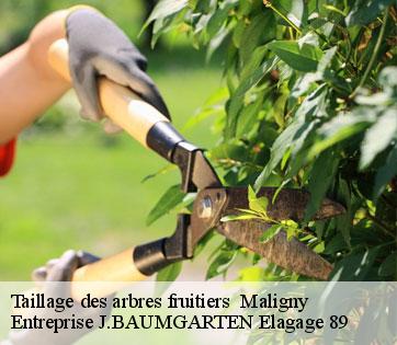 Taillage des arbres fruitiers maligny-89800 Entreprise J.BAUMGARTEN Elagage 89