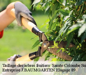 Taillage des arbres fruitiers   sainte-colombe-sur-loing-89520 Entreprise J.BAUMGARTEN Elagage 89