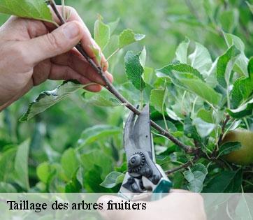 Taillage des arbres fruitiers 
