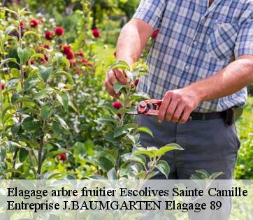Elagage arbre fruitier escolives-sainte-camille-89290 Entreprise J.BAUMGARTEN Elagage 89
