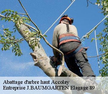 Abattage d'arbre haut  accolay-89460 Entreprise J.BAUMGARTEN Elagage 89