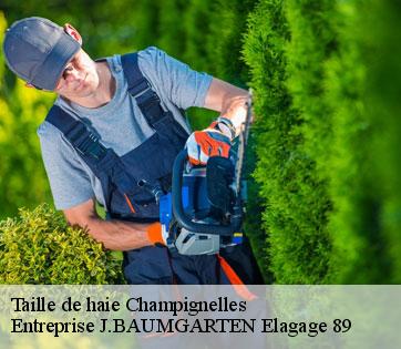 Taille de haie  champignelles-89350 Entreprise J.BAUMGARTEN Elagage 89
