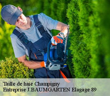 Taille de haie  champigny-89370 Entreprise J.BAUMGARTEN Elagage 89
