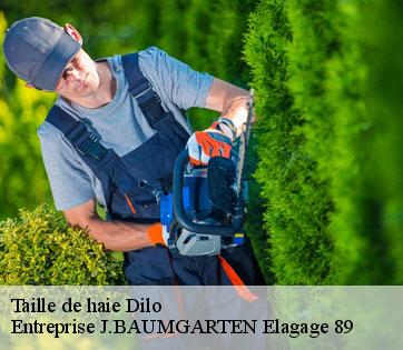 Taille de haie dilo-89320 Entreprise J.BAUMGARTEN Elagage 89