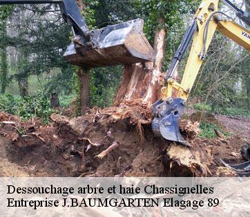 Dessouchage arbre et haie  chassignelles-89160 Entreprise J.BAUMGARTEN Elagage 89