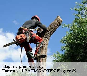 Elagueur grimpeur  cuy-89140 Entreprise J.BAUMGARTEN Elagage 89