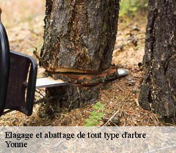 Elagage et abattage de tout type d'arbre Yonne 