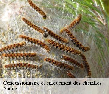 Concessionnaire et enlèvement des chenilles