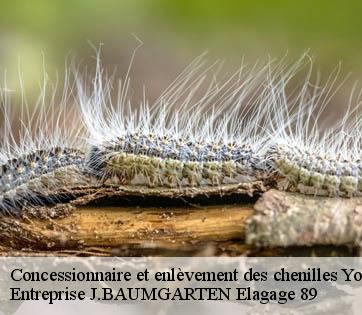 Concessionnaire et enlèvement des chenilles   Entreprise J.BAUMGARTEN Elagage 89