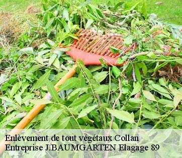 Enlèvement de tout végétaux  collan-89700 Entreprise J.BAUMGARTEN Elagage 89