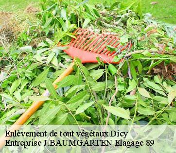 Enlèvement de tout végétaux  dicy-89120 Entreprise J.BAUMGARTEN Elagage 89