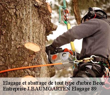 Elagage et abattage de tout type d'arbre beon-89410 Entreprise J.BAUMGARTEN Elagage 89