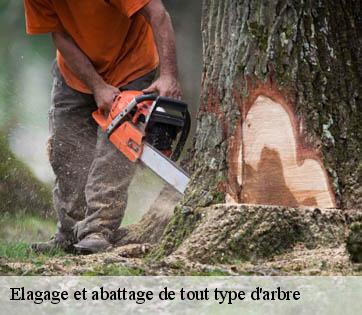 Elagage et abattage de tout type d'arbre